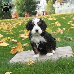 Otis, Mini Bernedoodle Puppy