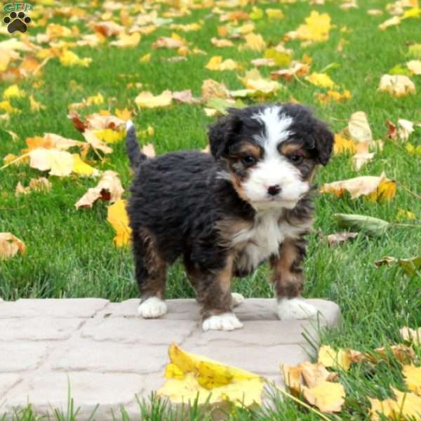 Otter, Mini Bernedoodle Puppy
