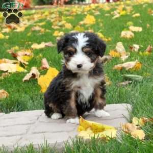 Otter, Mini Bernedoodle Puppy