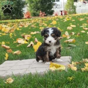 Otter, Mini Bernedoodle Puppy