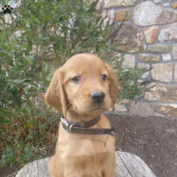 Lolly, Golden Irish Puppy