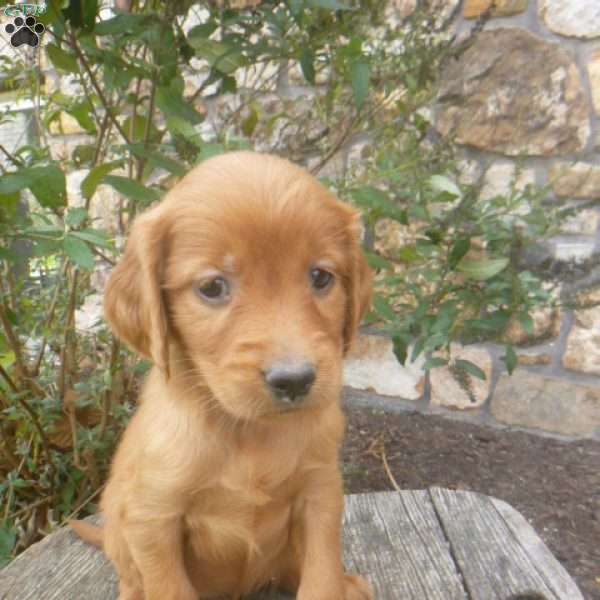 Love, Golden Irish Puppy