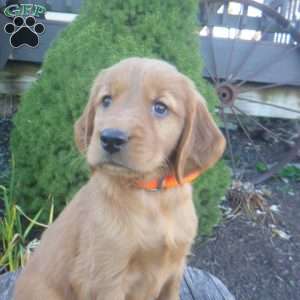 Lincoln, Golden Irish Puppy