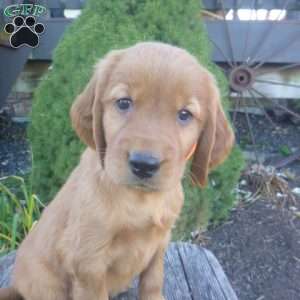 Lincoln, Golden Irish Puppy