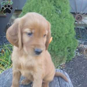 Lincoln, Golden Irish Puppy