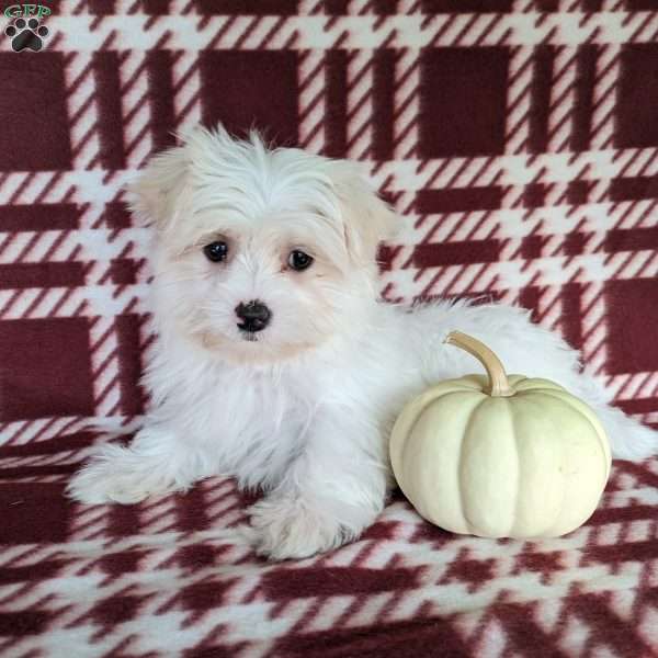 Patsy, Maltese Puppy