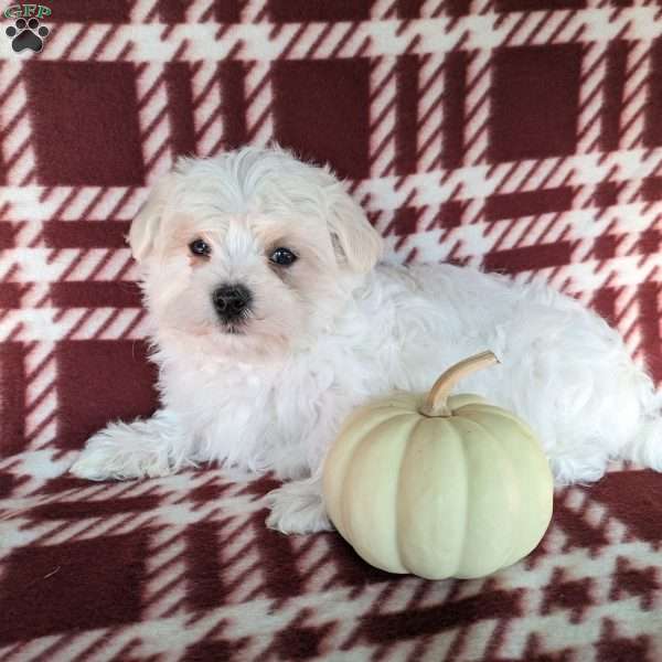 Archie, Maltese Puppy