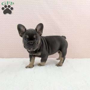 Tesla, French Bulldog Puppy