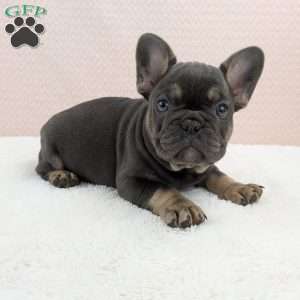 Tesla, French Bulldog Puppy