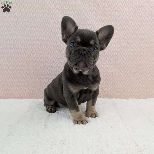 Tesla, French Bulldog Puppy
