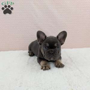 Tesla, French Bulldog Puppy