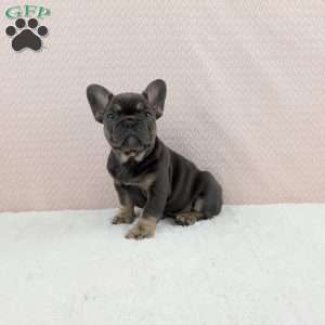 Tesla, French Bulldog Puppy