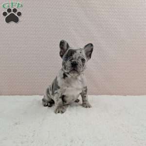 Gracie, French Bulldog Puppy