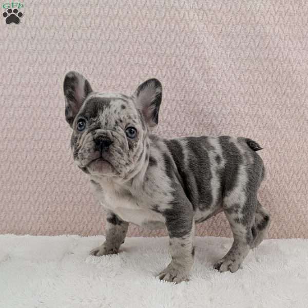 Gracie, French Bulldog Puppy