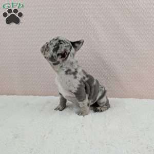 Gracie, French Bulldog Puppy