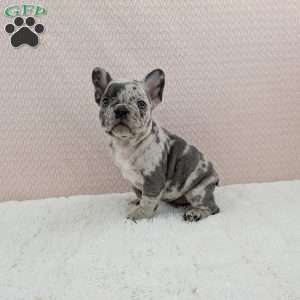 Gracie, French Bulldog Puppy