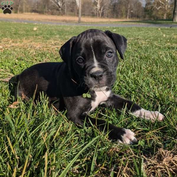 Paisley, Boxer Puppy