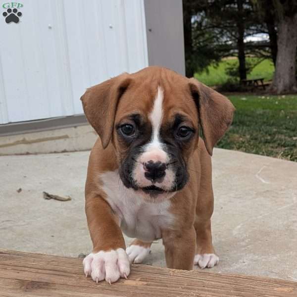 Pluto, Boxer Puppy