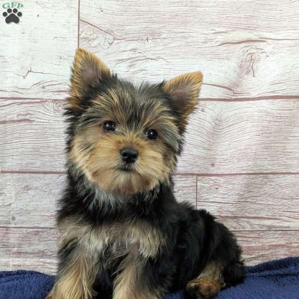 Sadie, Yorkie Puppy