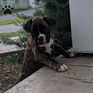 Paris, Boxer Puppy