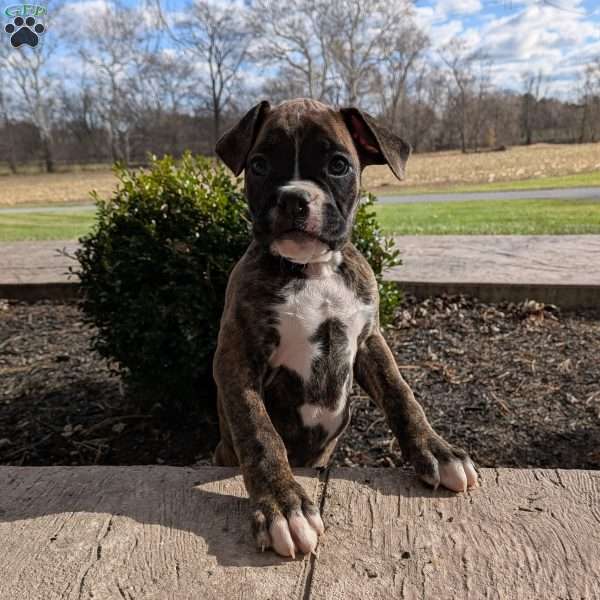Paris, Boxer Puppy