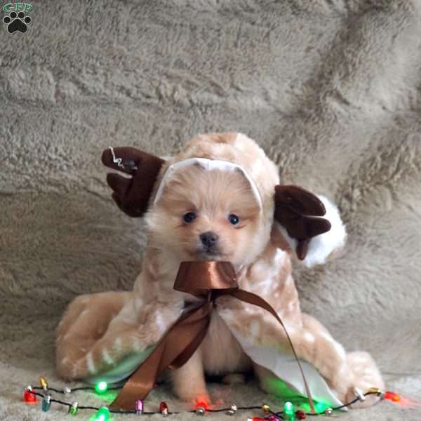 Pansy, Pomeranian Puppy