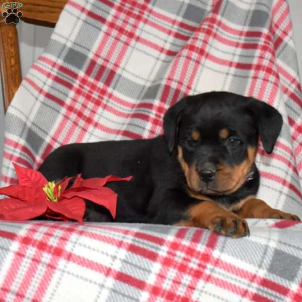Paris, Rottweiler Puppy