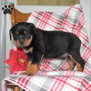 Paris, Rottweiler Puppy