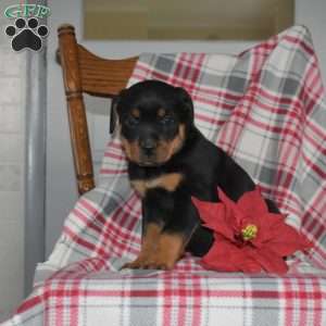 Paris, Rottweiler Puppy
