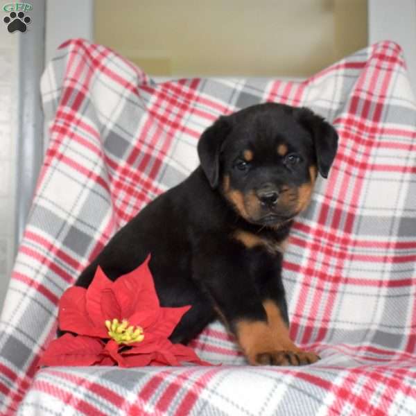 Parker, Rottweiler Puppy