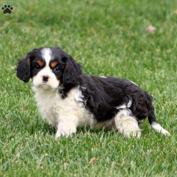 Parker, Cavalier King Charles Spaniel Puppy