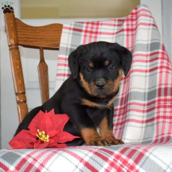 Patch, Rottweiler Puppy
