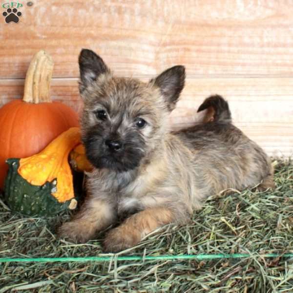 Patches, Cairn Terrier Puppy