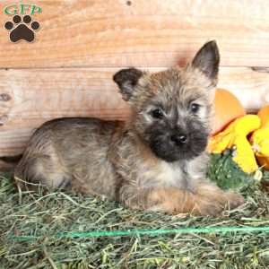 Patches, Cairn Terrier Puppy