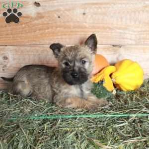 Patches, Cairn Terrier Puppy