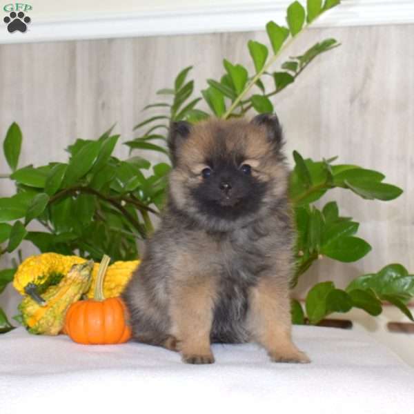 Patches, Pomeranian Puppy