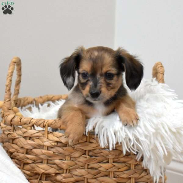 Patches, Dachshund Mix Puppy