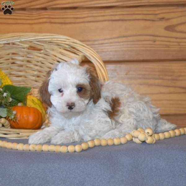 Patches, Miniature Poodle Puppy
