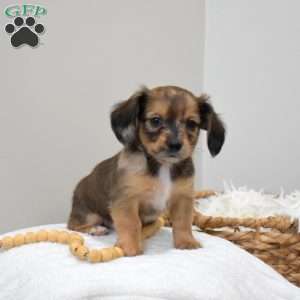 Patches, Dachshund Mix Puppy