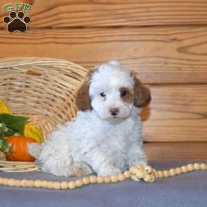 Patches, Miniature Poodle Puppy