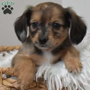 Patches, Dachshund Mix Puppy