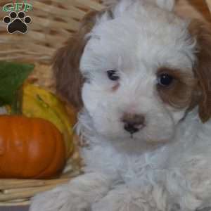 Patches, Miniature Poodle Puppy