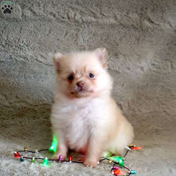 Patsy, Pomeranian Puppy