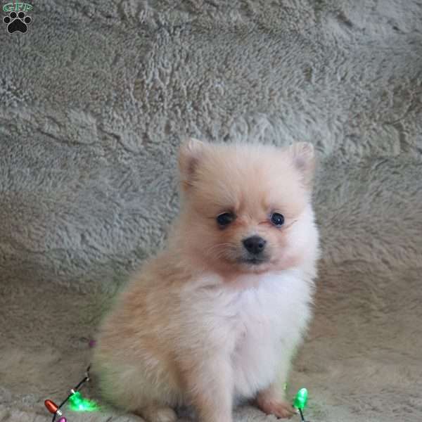 Patty, Pomeranian Puppy