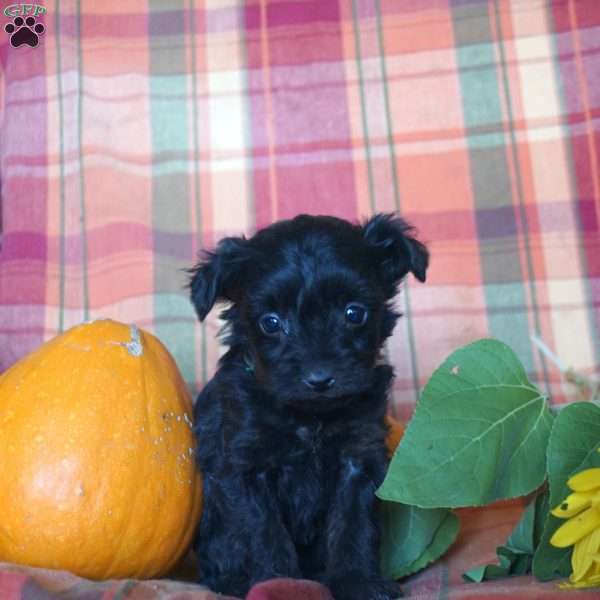 Paxton, Yorkie Poo Puppy