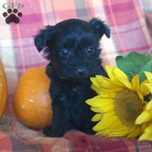 Paxton, Yorkie Poo Puppy
