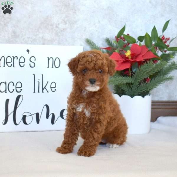 Peanut, Miniature Poodle Puppy