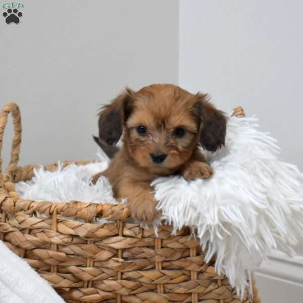 Peanut, Dachshund Mix Puppy