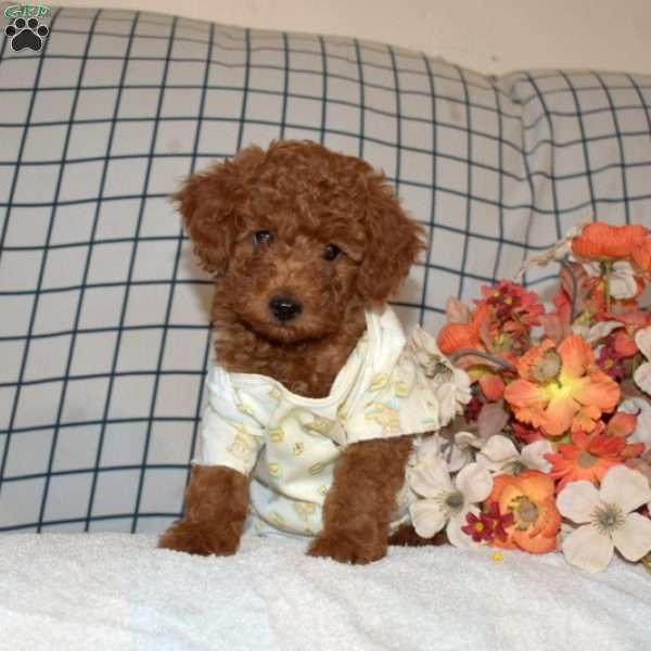 Peanut, Toy Poodle Puppy