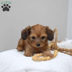 Peanut, Dachshund Mix Puppy